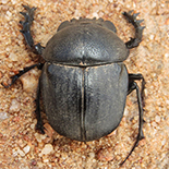 Scarabaeus geminogalenus